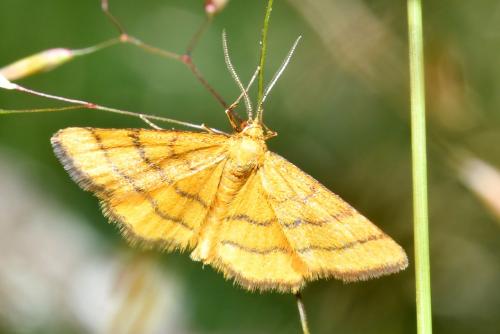 Réf. 206 945 : Idaea aureolaria
